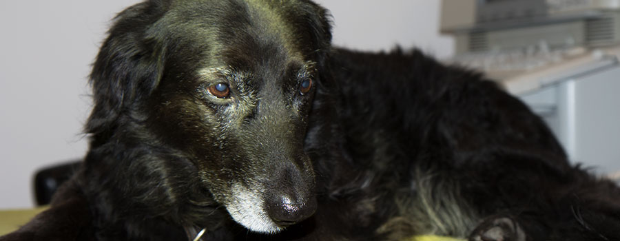 Tierarztpraxis Dr. Gaum - Untersuchung Beratung Hund