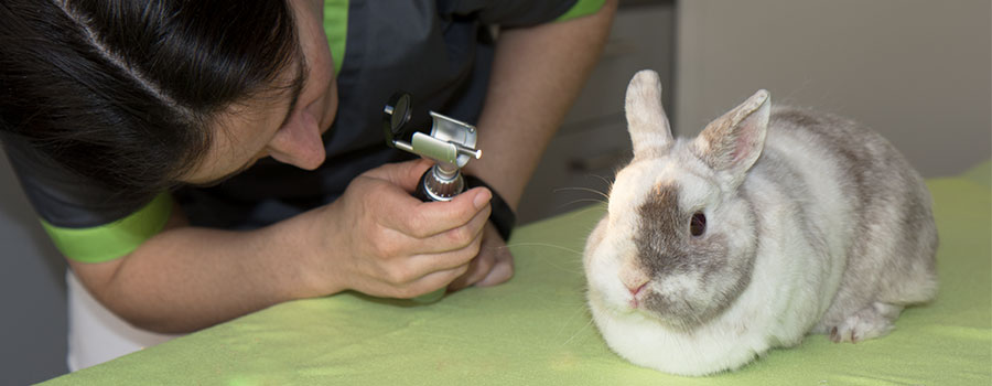 Tierarztpraxis Dr. Gaum - Untersuchung Kaninchen
